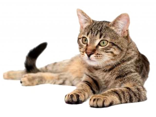 Gato